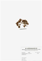 藏品(旋花藻)的圖片